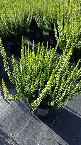 Sommerheide Calluna vulgaris Garden Girls ® weiß blühend 15 - 20 cm hoch im 1 L Pflanzontainer - kaufen & pflegen