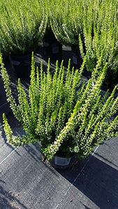 Sommerheide Calluna vulgaris Garden Girls ® weiß blühend 15 - 20 cm hoch im 1 L Pflanzontainer