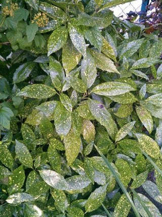 Japanische Goldorange Aucuba japonica Variegata – Laub aus der Nähe