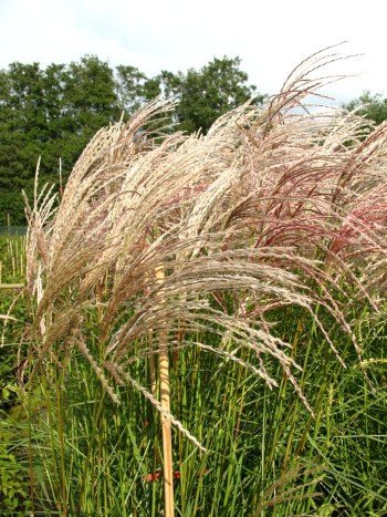 Chinagras Kleine Fontäne - kaufen & pflegen