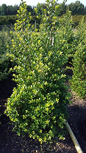 japanische Hülse Ilex crenata Dark Green -R- – ausgewachsenes Exemplar im Freiland
