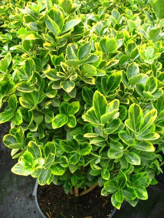 immergrüner Spindelstrauch Euonymus japonica Aurea – Laub aus der Nähe