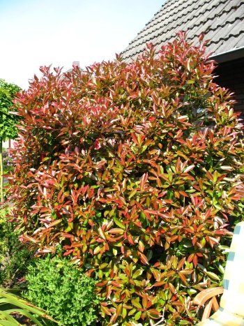 immergrüne Glanzmispel Photinia fraseri Red Robin – ausgewachsenes Exemplar im Freiland