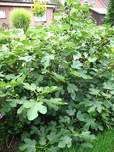 winterharte essbare Feige Brown Turkey - kaufen & pflegen