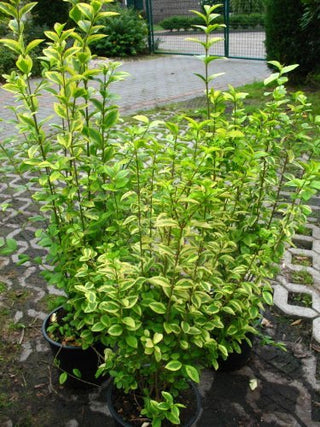 Goldliguster - Ligustrum ovalifolium ‘Aureum’ – Pflanze im Verkaufscontainer