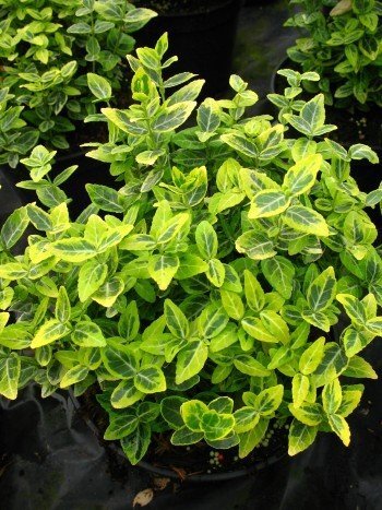 immergrüne Kriechspindel - Euonymus fortunei ‘Emerald ‘n’ Gold’ - kaufen & pflegen