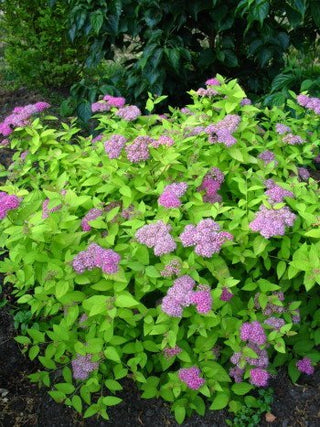 Zwerg Spiere Spieraea japonica Golden Princess - kaufen & pflegen