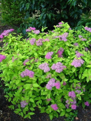 Zwerg Spiere Spieraea japonica Golden Princess - kaufen & pflegen