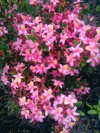 duftende Garten Azalee Framingham – blühende Pflanze