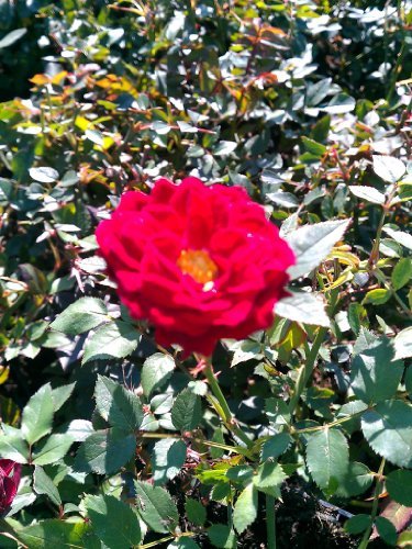 bodendeckende Rose Black Red