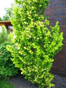 Goldulme Ulmus carpinifolia Wredei – Jungpflanze am Rankgerüst