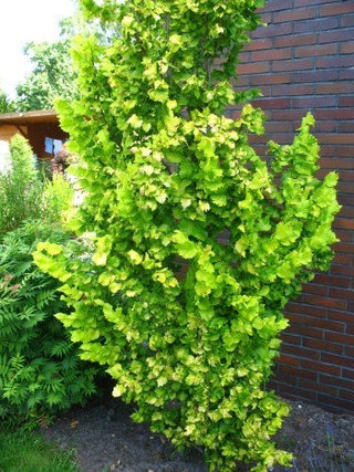 Goldulme Ulmus carpinifolia Wredei - kaufen & pflegen