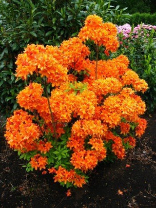 Garten Azalee Golden Eagle – blühende Pflanze