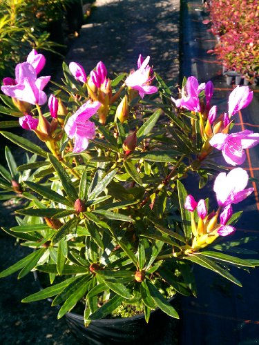 Alpenrose Graziella - kaufen & pflegen