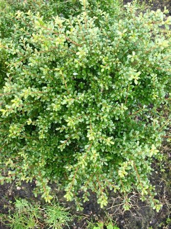 japanische Hülse Glorie Gem - kaufen & pflegen