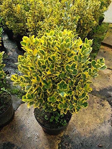 immergrüner Spindelstrauch Euonymus japonica Marieke Solitär - kaufen & pflegen