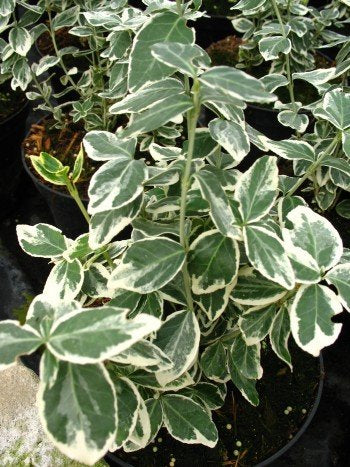 immergrüne Kriechspindel Gaiety - kaufen & pflegen