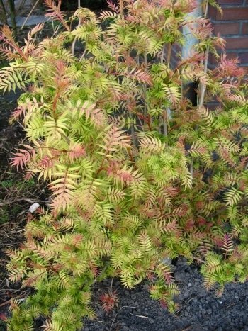 sibirische Fiederspiere Sorbaria sorbifolia Sem -R- - kaufen & pflegen