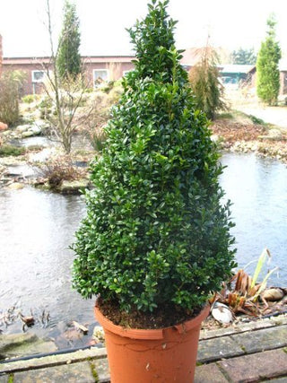 Buchsbaum Kegel Buxus sempervirens arborescens - kaufen & pflegen
