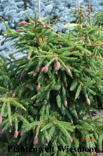 Zapfenfichte Picea abies Acrocona 50-60 cm im 10 Liter Pflanzcontainer