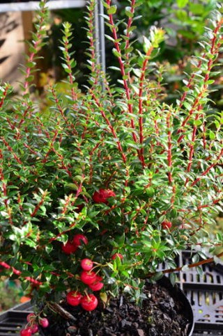 Immergrüne Torfmyrte Pernettya mucronata Purpurea – Früchte am Zweig