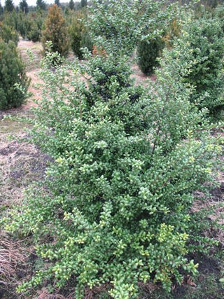 Japanische Löffel Hülse Ilex crenata Convexa – ausgewachsenes Exemplar im Freiland