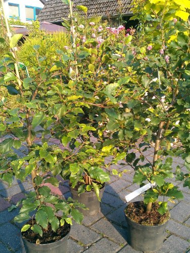 Rotbuche Fagus sylvatica