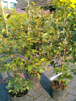 Rotbuche Fagus sylvatica – Pflanze im Verkaufscontainer
