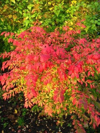 Korkspindel geflügeltes Pfaffenhütch…