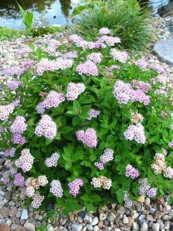 Zwerg Spiere Spieraea japonica Littl…