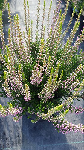 Sommerheide Calluna vulgaris Garden Girls ® rosa blühend 15 - 20 cm hoch im 1 L Pflanzontainer - kaufen & pflegen