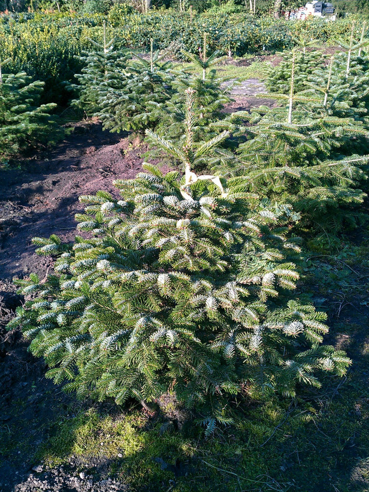 Nordmanntanne Abies nordmanniana