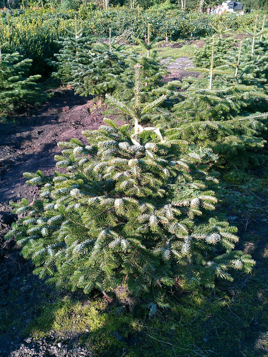 Nordmanntanne Abies nordmanniana - kaufen & pflegen