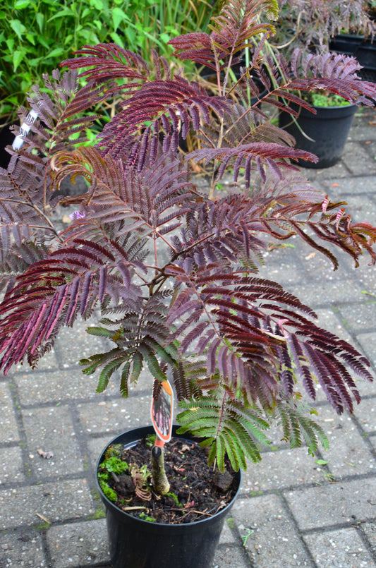 rotlaubiger Schlafbaum - Seidenbaum Albizia julibrissin Summer Chocolate® !RARITÄT! - kaufen & pflegen