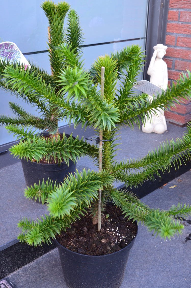 dünger für affenbaum Chilenische Schmucktanne