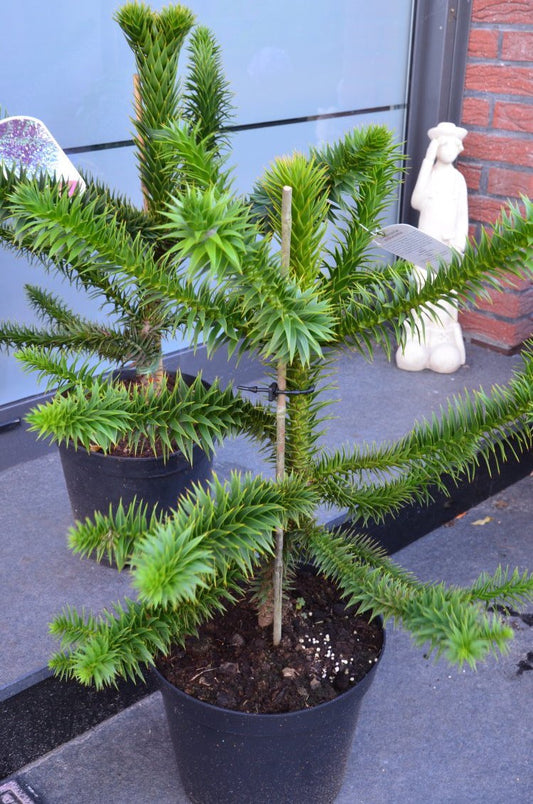 Chilenische Schmucktanne - kaufen & pflegen