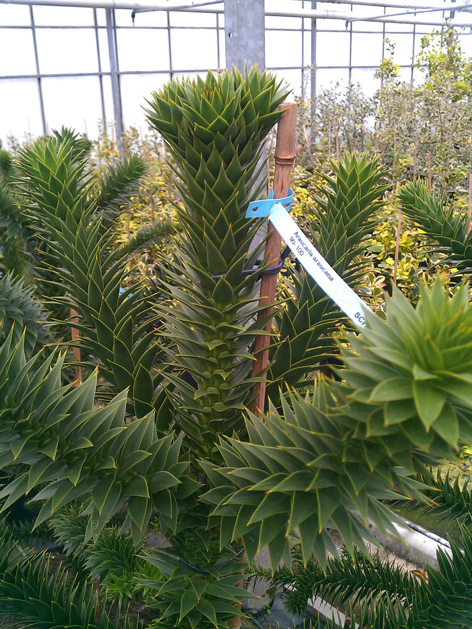 Chilenische Schmucktanne - kaufen & pflegen