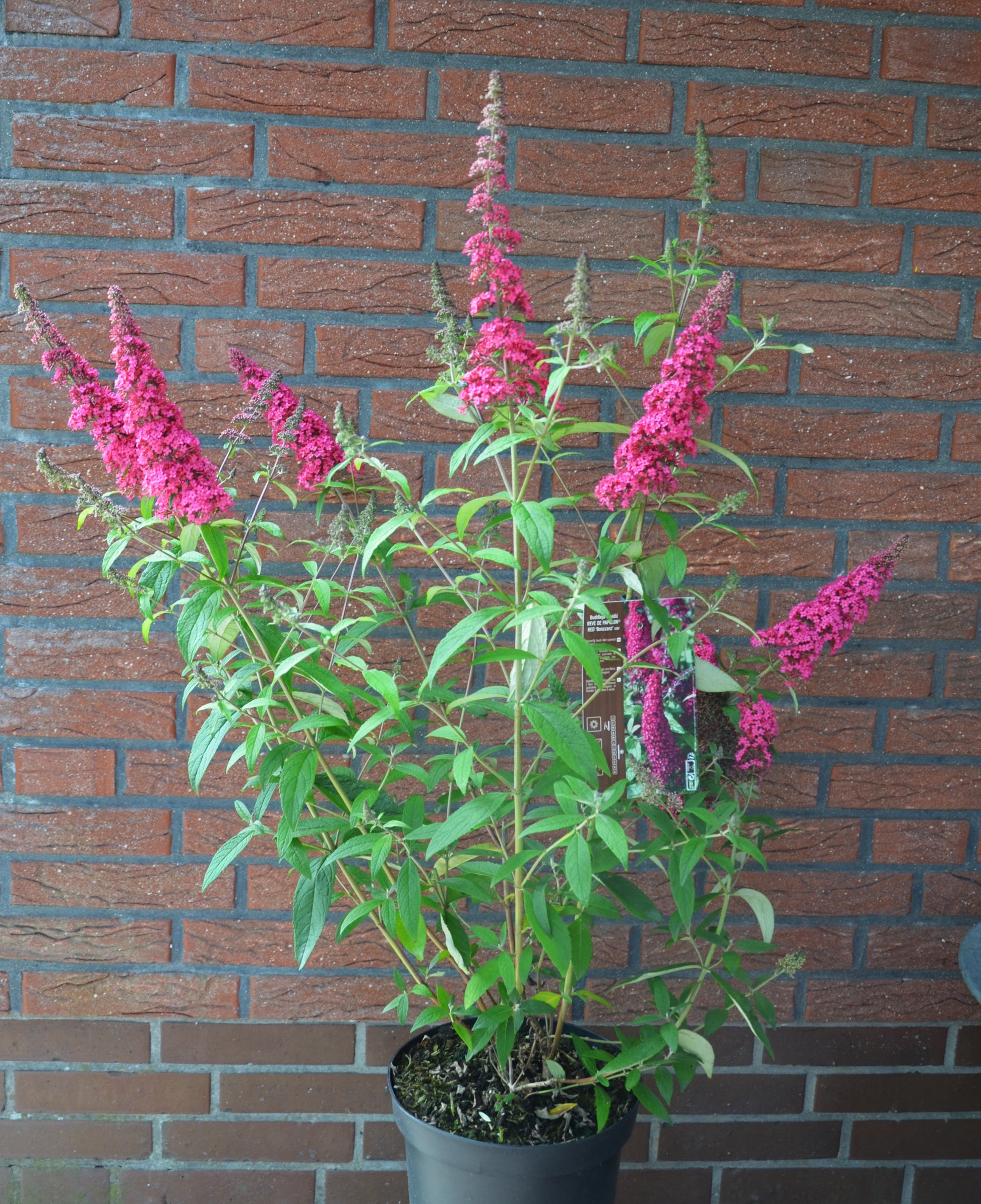 Schmetterlingsstrauch Reve de Papill…