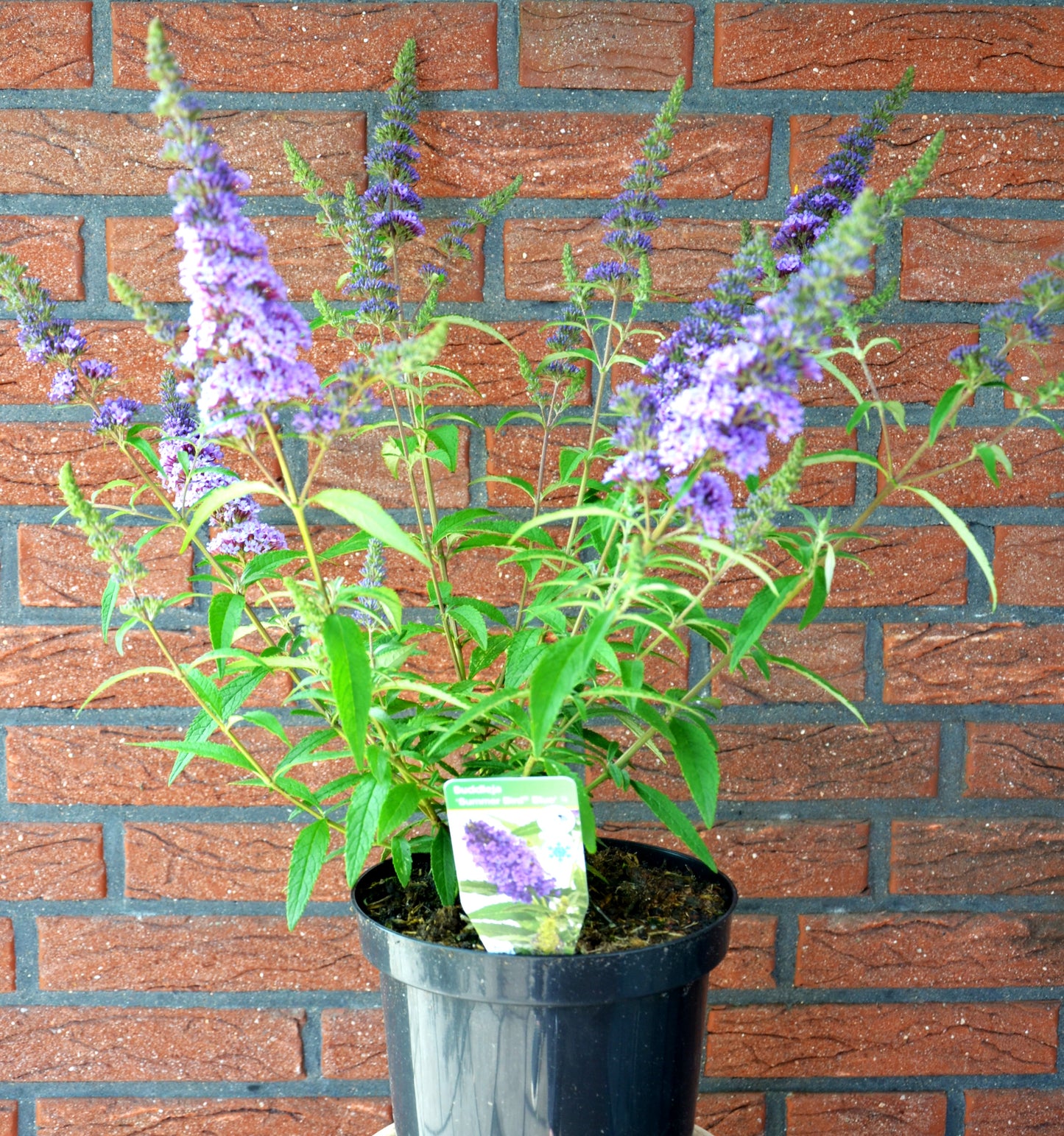 Zwerg-Schmetterlingsstrauch Summer B…