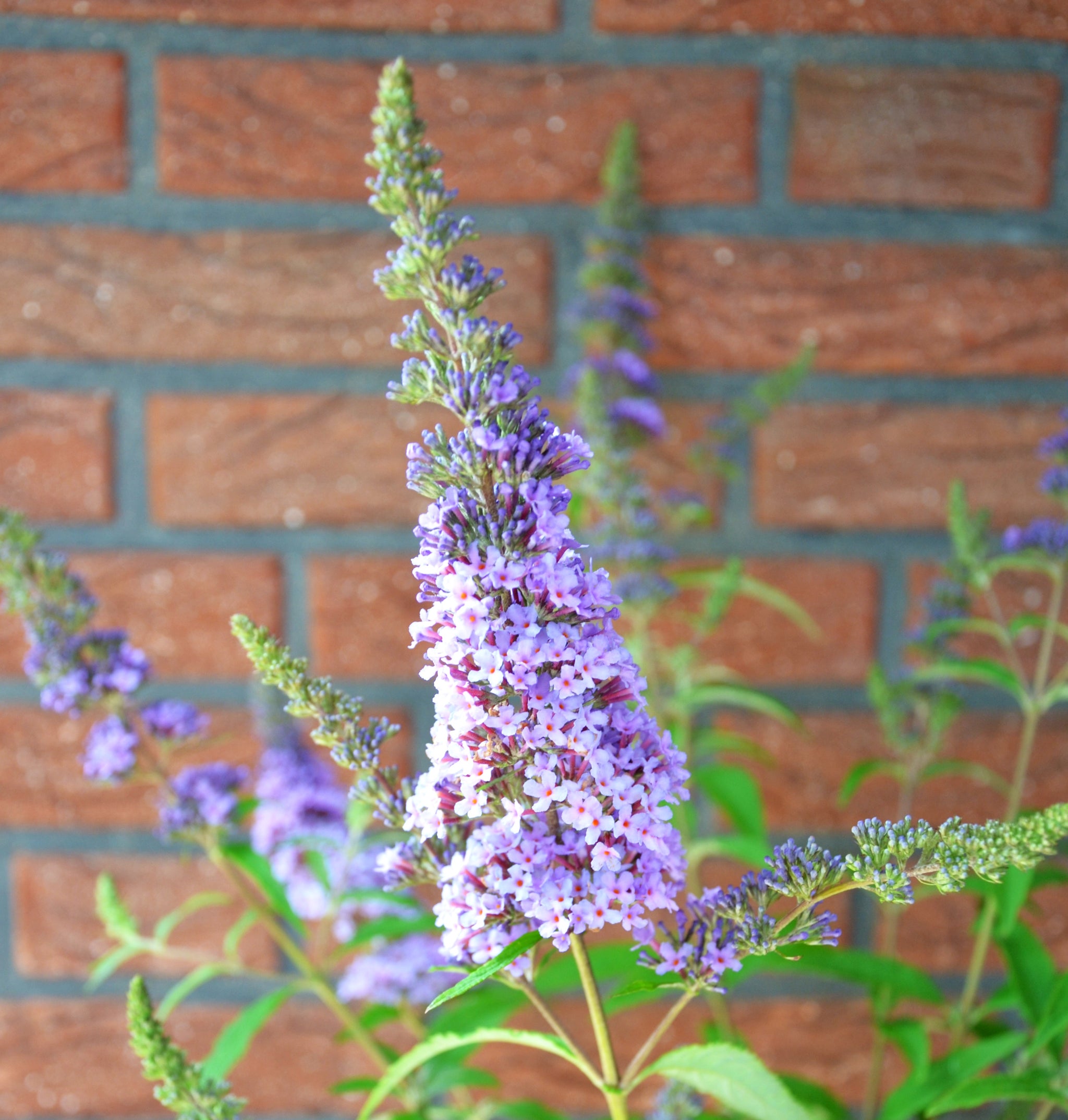 BuddlejadavidiiSummerbirdBlueB