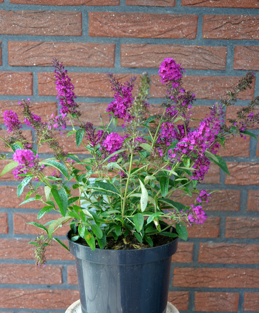Zwerg-Schmetterlingsstrauch Summer Bird Magenta® - kaufen & pflegen