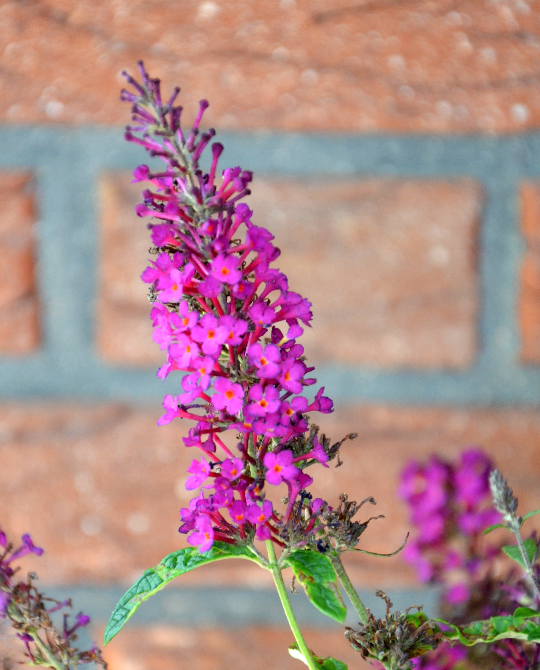 BuddlejadavidiiSummerbirdMagen