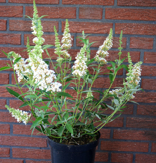 Zwerg-Schmetterlingsstrauch Summer Bird White® - kaufen & pflegen