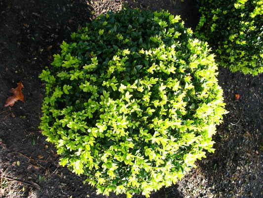 Buchsbaum Buxus sempervirens arborescens Kugel - kaufen & pflegen