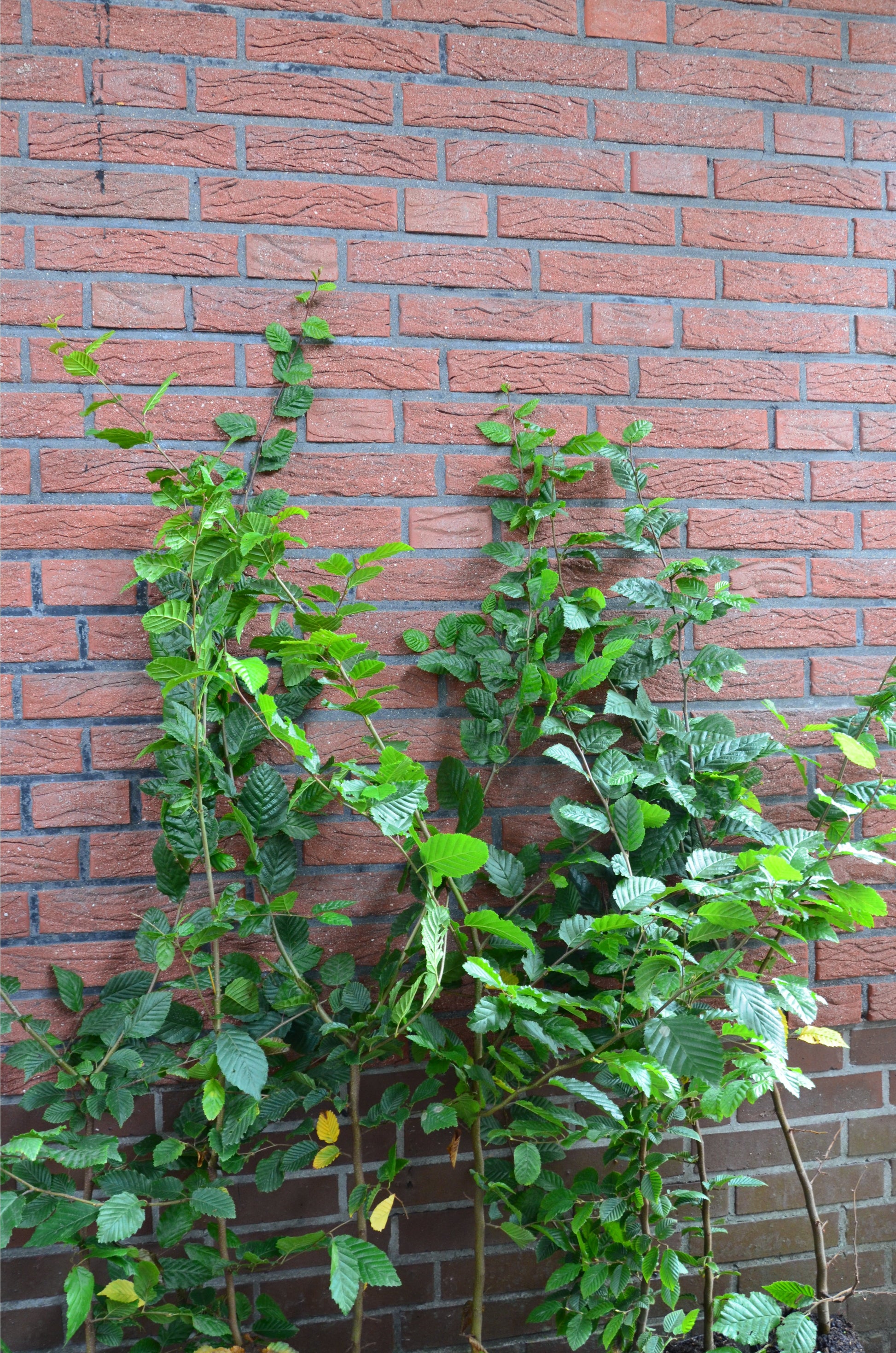 Hainbuche Weißbuche - kaufen & pflegen
