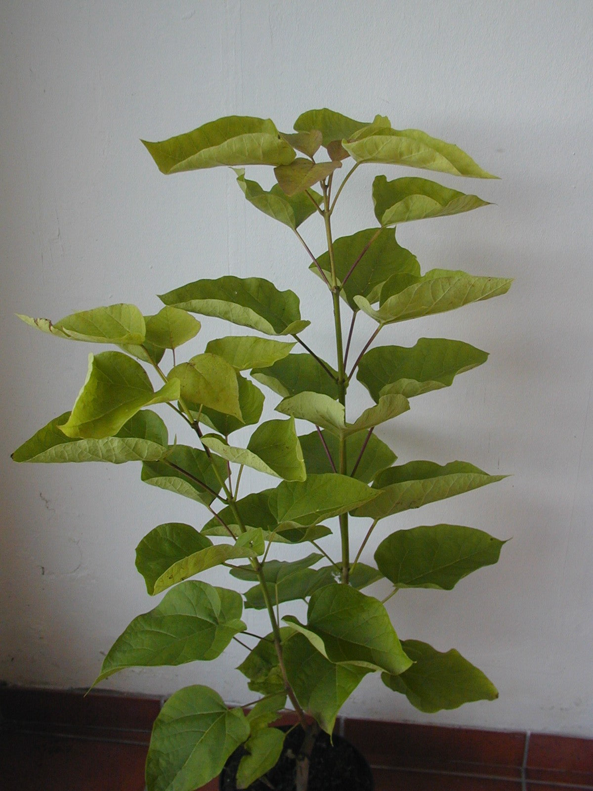 Gold Trompetenbaum - kaufen & pflegen