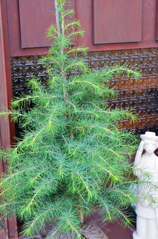 Himalaya Zeder - kaufen & pflegen