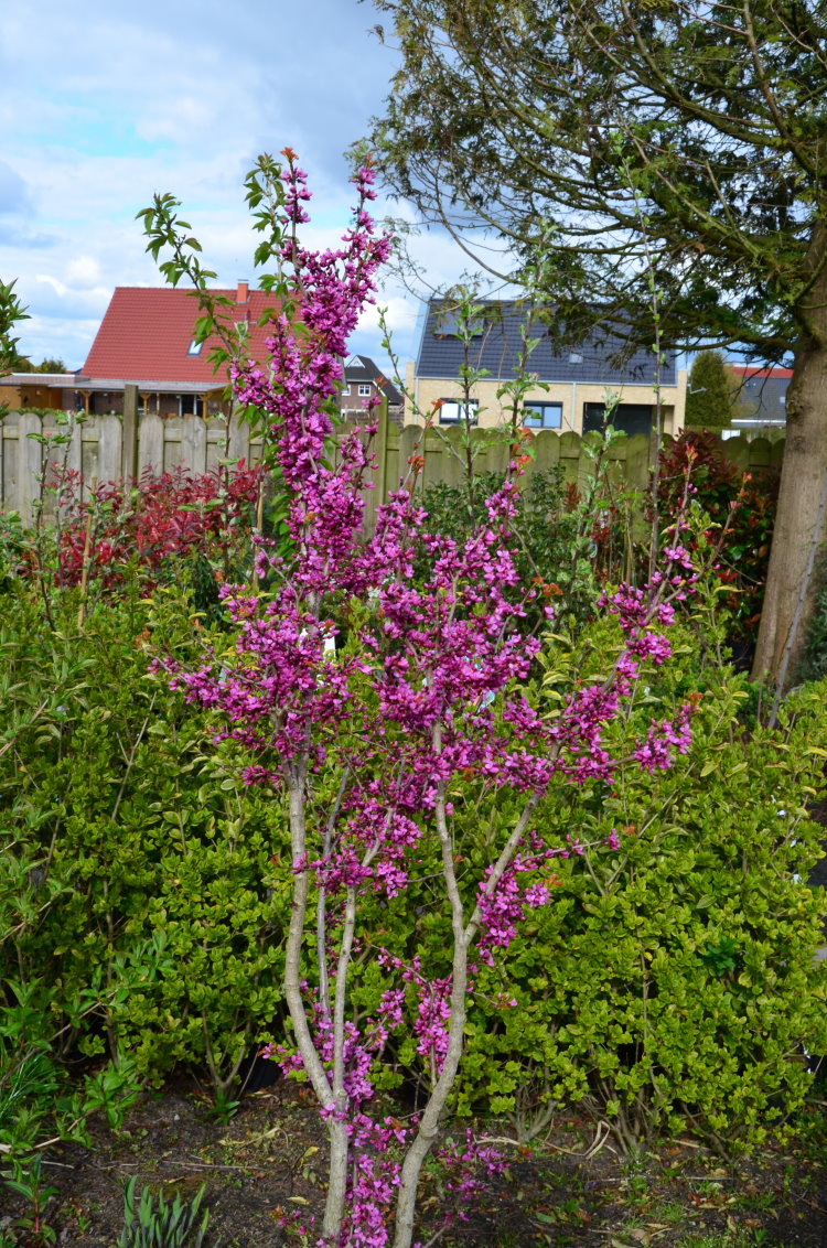 chinesischer Judasblattbaum Avondale - kaufen & pflegen