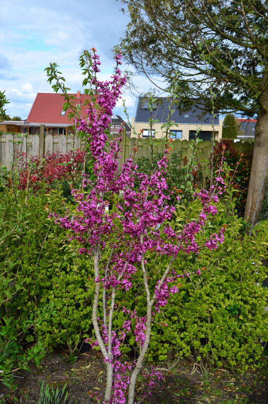 chinesischer Judasblattbaum Avondale - kaufen & pflegen