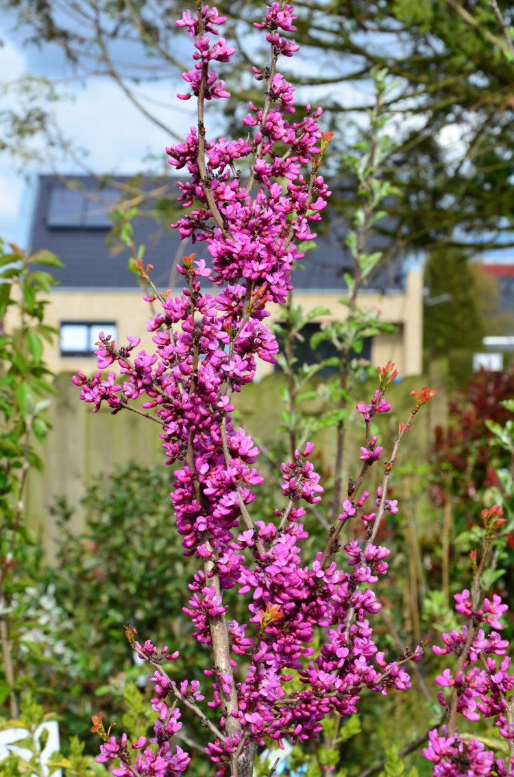 chinesischer Judasblattbaum Avondale - kaufen & pflegen
